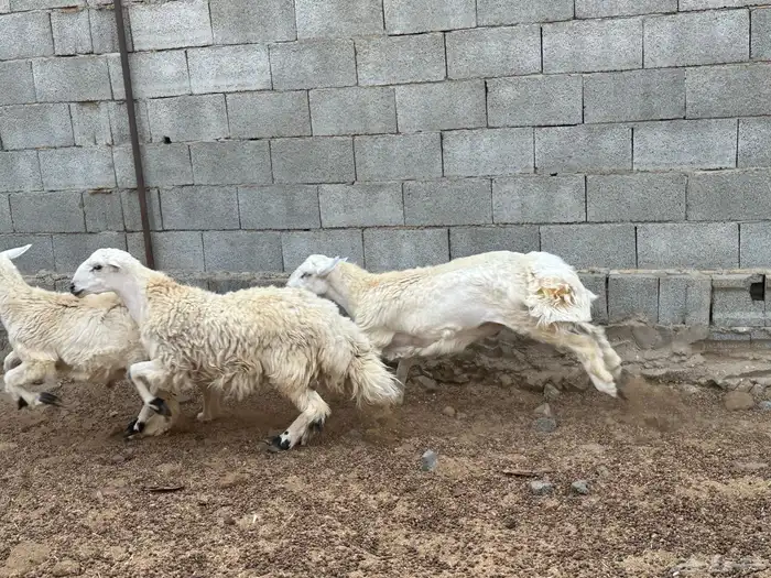 طليان مراح حريه 8