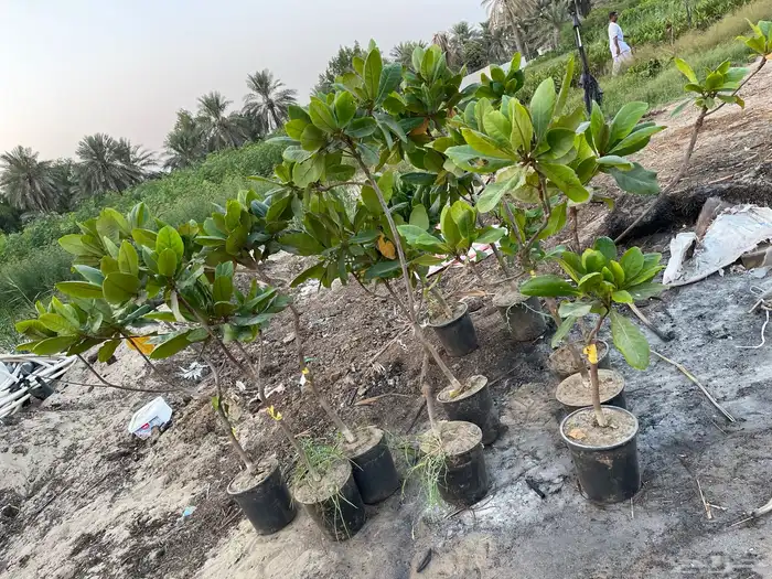 شتلات لوز قطيفي جامبو اصفر 3