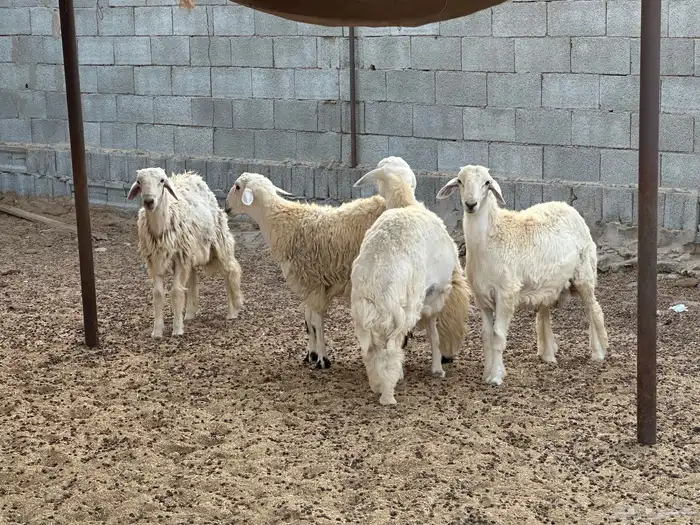 طليان مراح حريه 3