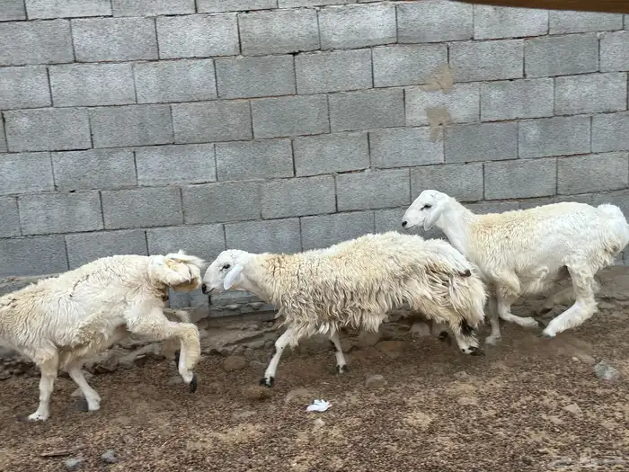 طليان مراح حريه 10