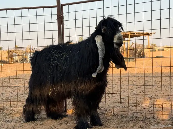 فحول عوارض 2