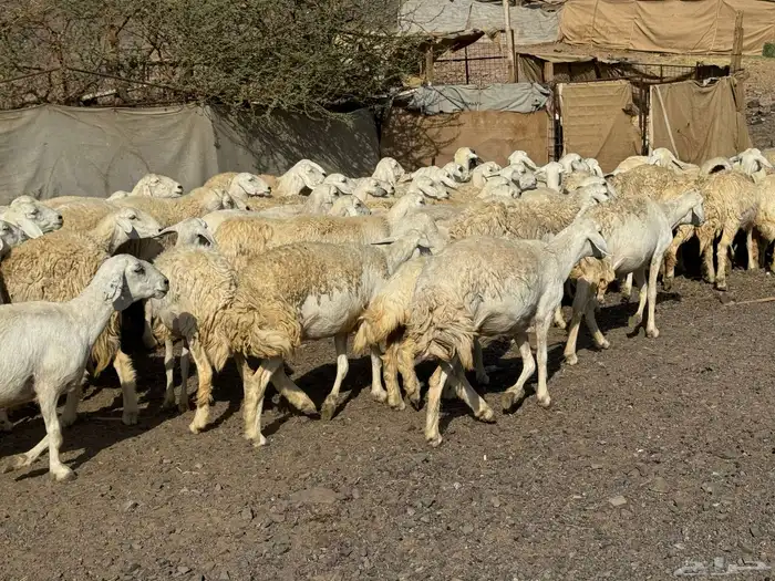 رخال حريات حرش صنف أصنف 0