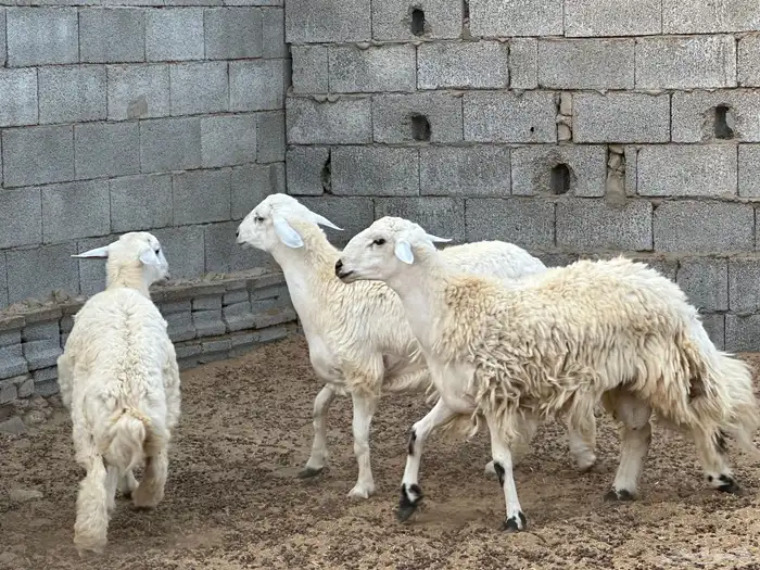 طليان مراح حريه 5