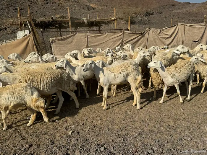 رخال حريات حرش صنف أصنف 12