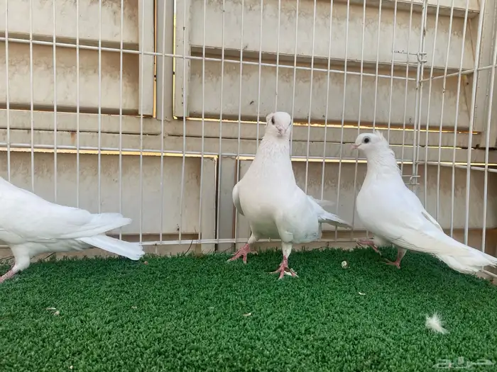 جوز قنادي غرانيق 1