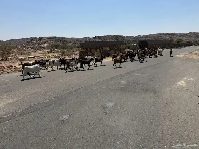 معزاء للبيع دفيع مقاريب 2