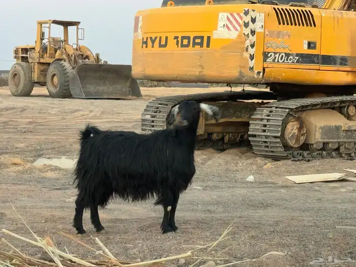 معزا متاويم تم البيع 7