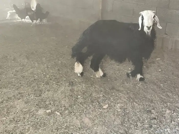 خروف نجدي بري 2