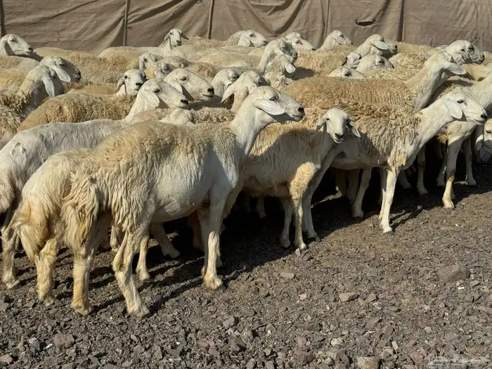 رخال حريات حرش صنف أصنف 9