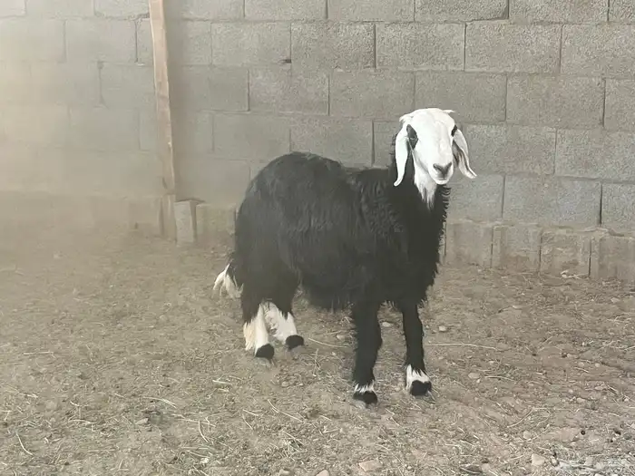 خروف نجدي بري 0