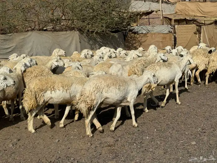 رخال حريات حرش صنف أصنف 1