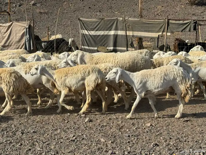 رخال حريات حرش صنف أصنف 4