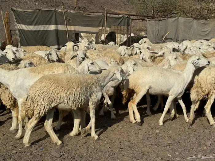 رخال حريات حرش صنف أصنف 15