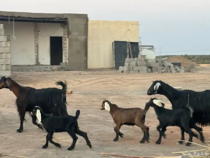 معزا متاويم تم البيع 3