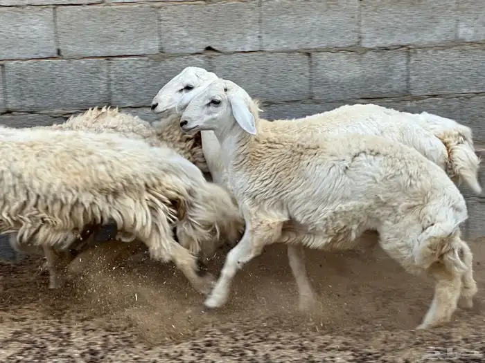 طليان مراح حريه 9