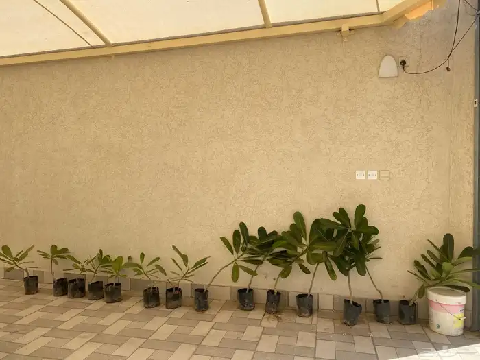 للبيع   شتلات ياسمين هندي ورد أبيض 1