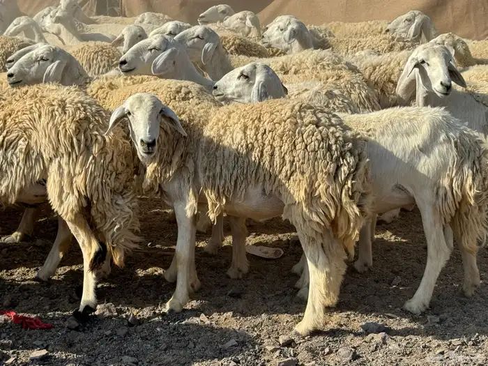 رخال حريات حرش صنف أصنف 6