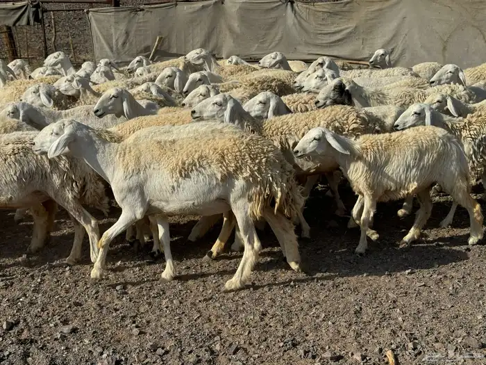 رخال حريات حرش صنف أصنف 2