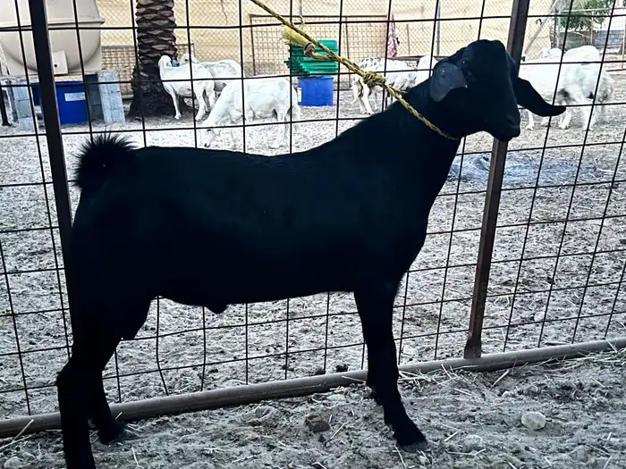 تيس اجم للبيع( تم البيعع ) 0