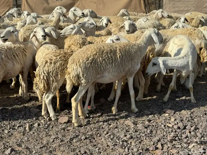 رخال حريات حرش صنف أصنف 8