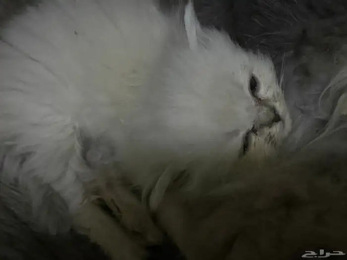 قطط كتن من فصائل أليفه ونظيفه الام حقتهم سكوتش والاب سبيري 1