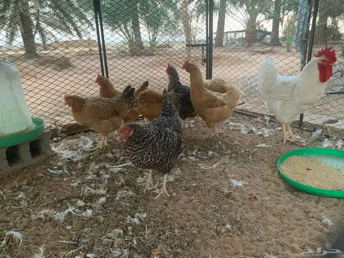 دجاج تركي بياض 0