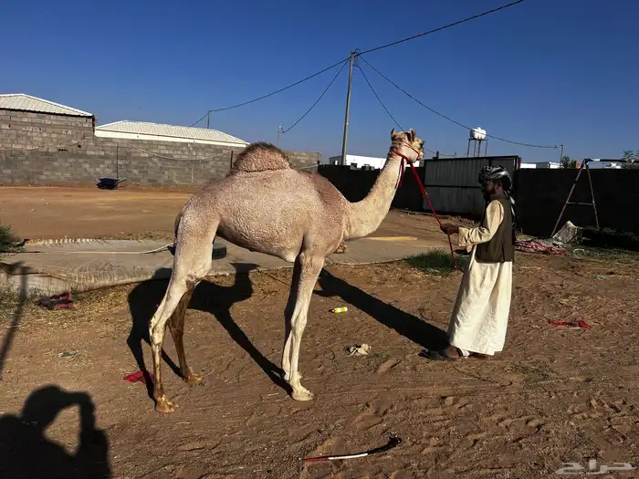 بكره فطيم للبيع 0