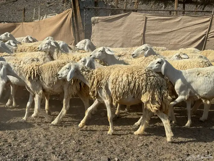 رخال حريات حرش صنف أصنف 5