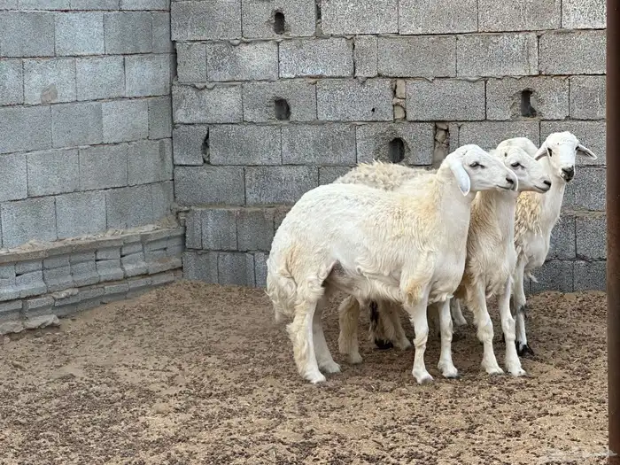 طليان مراح حريه 0