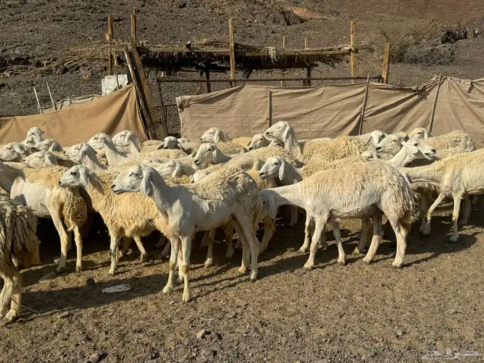 رخال حريات حرش صنف أصنف 13