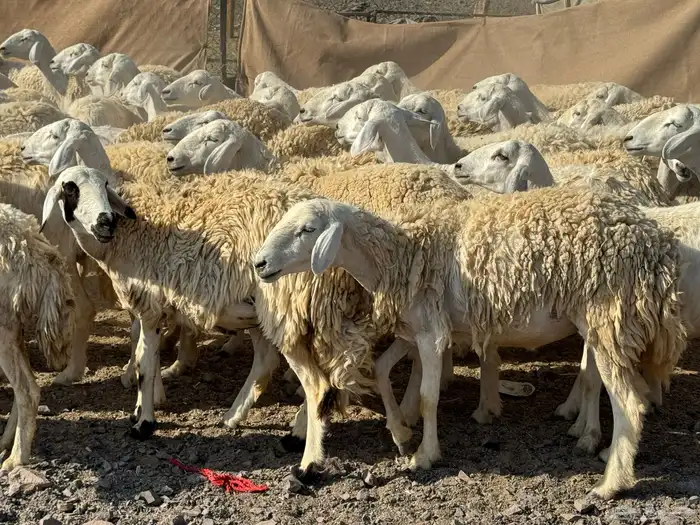 رخال حريات حرش صنف أصنف 7