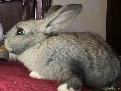 أرنب قزم index