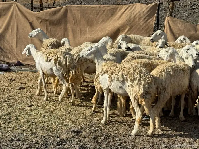 رخال حريات حرش صنف أصنف 10