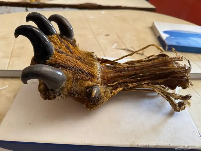 مخلب نمر عربي محنط للبيع العلا 1