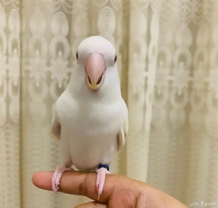 ماشاء الله طير روز البينو 1