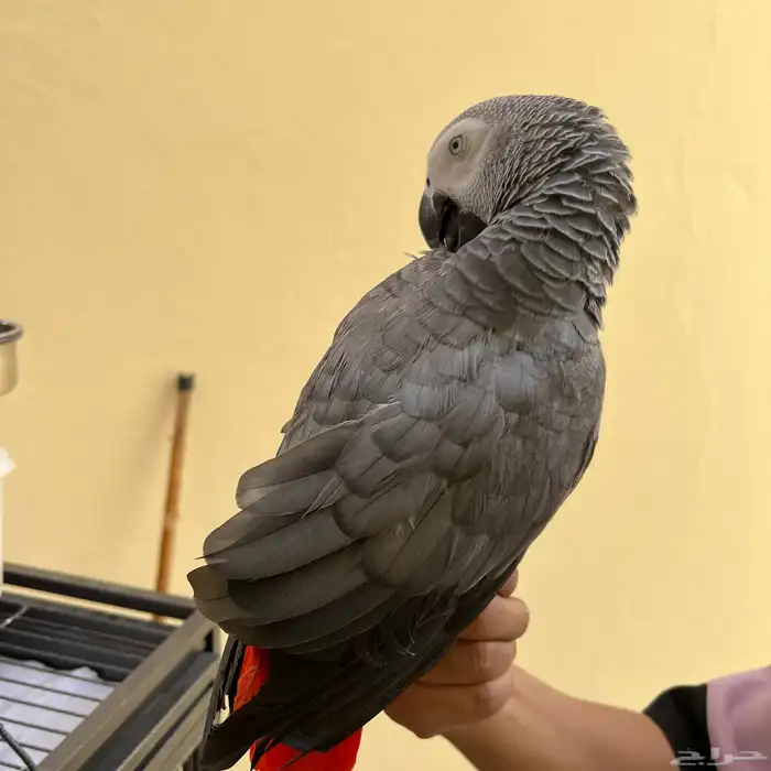 ببغاء كاسكو متكلم 0