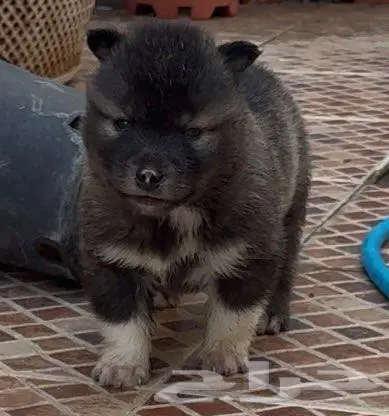 جراء هاسكي صغار للبيع 0