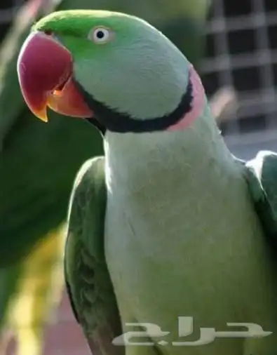 زوج دره نيبالي 0