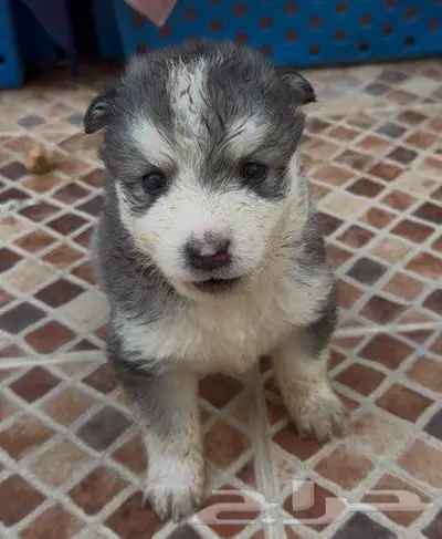 جراء هاسكي صغار للبيع index