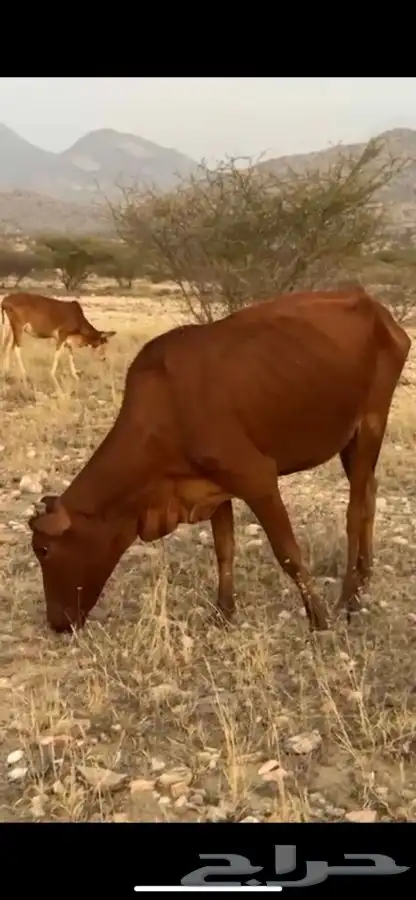 ثنتين بقر دفع 0