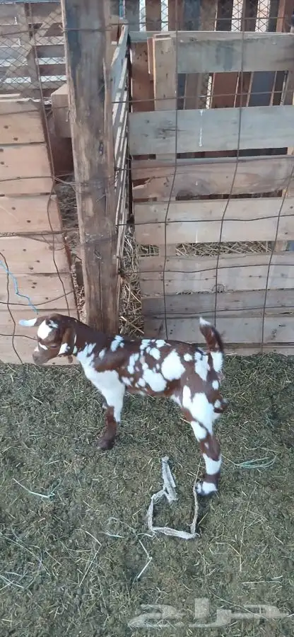 عنز محايليه دهماء صنف فاخر يتبعهاجفره لونهاجيشي 5