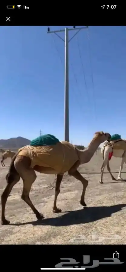 معالج شعبي للأبل 0