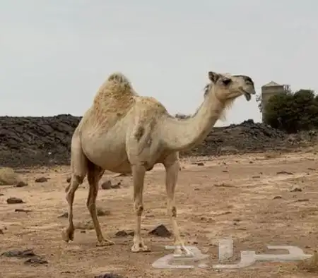 لقحه شقحاء طيبه 2