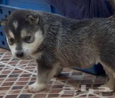 جراء هاسكي صغار للبيع index