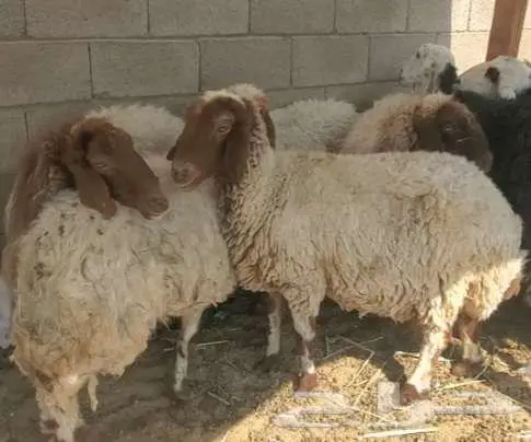 11 راس نعيم مضاريع 4