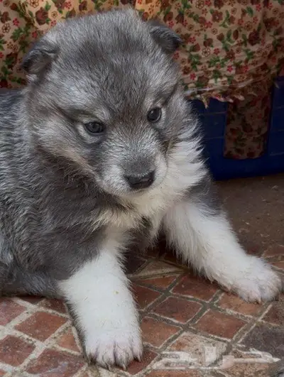 جراء هاسكي صغار للبيع index