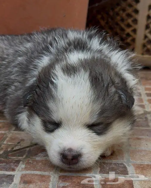 جراء هاسكي صغار للبيع 3