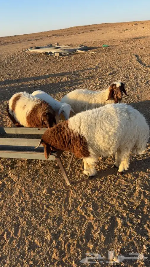 اربع رخال وخروف الظهور مقفله العمر من 6 شهورعلى شعير وبرسيم 2