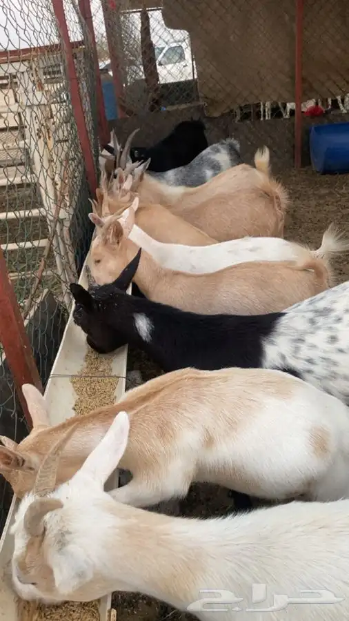 ماعز اقزام 13