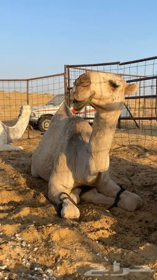 بكره كفو رمانيه 1